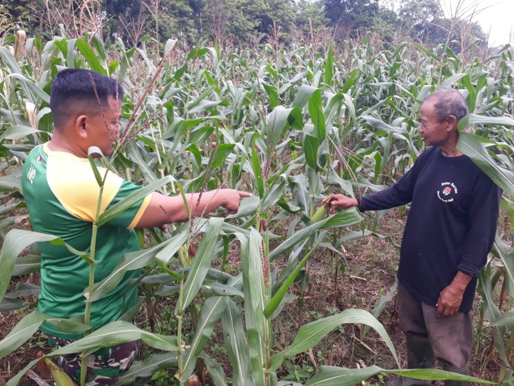 Pendampingan Pertanian Maksimalkan Hasil Panen Jagung