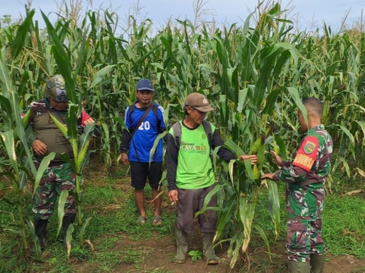 Babinsa Arso Dampingi Petani Jagung Demi Sukseskan Ketahanan Pangan Wilayah