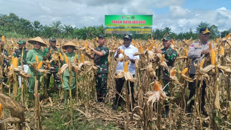 Dandim Jayapura Dampingi Danrem 172/PWY dan Bupati Keerom Panen Raya Jagung di Zona I Food Estate Kampung Wambes