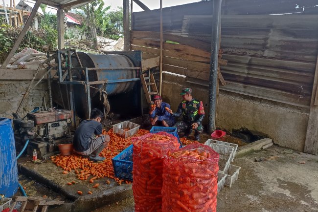 Babinsa Koramil 16 Pejawaran Dampingi Petani Wortel Pasca Panen