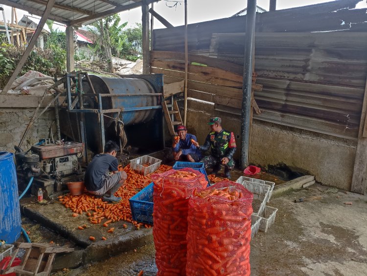 Babinsa Koramil 16 Pejawaran Dampingi Petani Wortel Pasca Panen