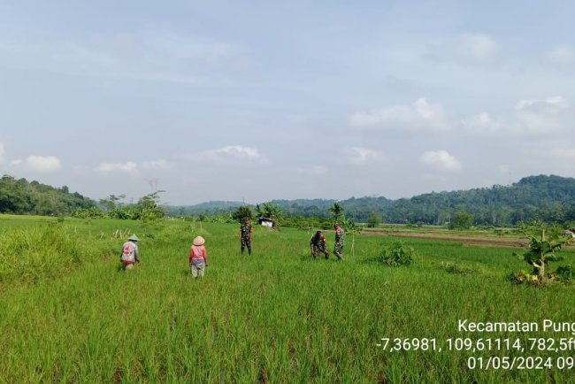 Kerjasama Babinsa dan Petani Dorong Ketahanan Pangan