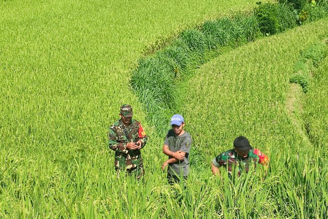 Dalam Rangka Program Ketahanan Pangan Di Wilayah, Babinsa Koramil 16/Pejawaran Dampingi Petani