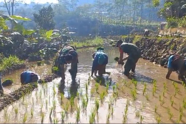 Bantu Petani Tanam Padi, Ini Cara Babinsa Karangkobar Turut Meningkatkan Ketahanan Pangan