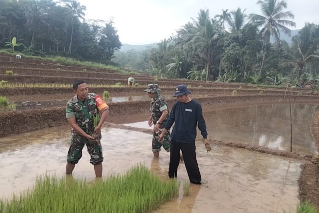 TINGKATKAN KETAHANAN PANGAN, BABINSA BANTU PETANI TANAM PADI