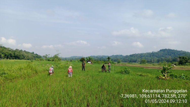 Kerjasama Babinsa dan Petani Dorong Ketahanan Pangan