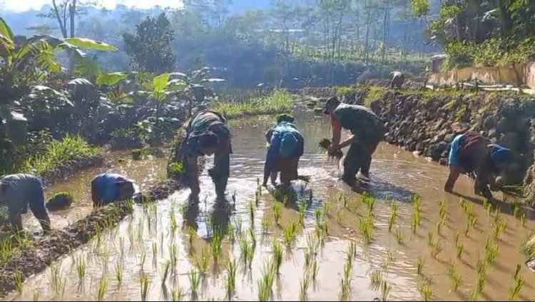 Bantu Petani Tanam Padi, Ini Cara Babinsa Karangkobar Turut Meningkatkan Ketahanan Pangan