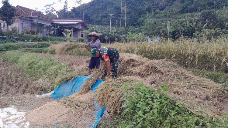Dengan Penuh Rasa Semangat Serda Winarto Bantu Petani Panen Padi