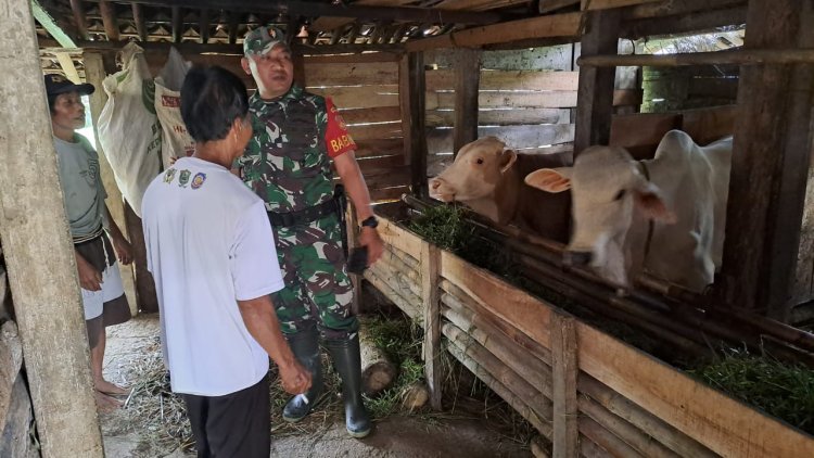 KOMSOS DENGAN PETERNAK SAPI, BABINSA KORAMIL 01/BANJARNEGARA BERIMOTIVASI