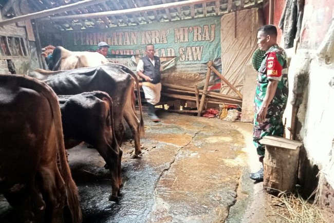Cegah Penyakit Hewan Ternak, Babinsa Ikut Dampingi Vaksinasi 
