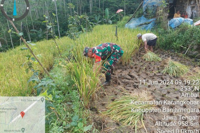 Babinsa Koramil 04/Karangkobar Bantu Warganya Panen Padi