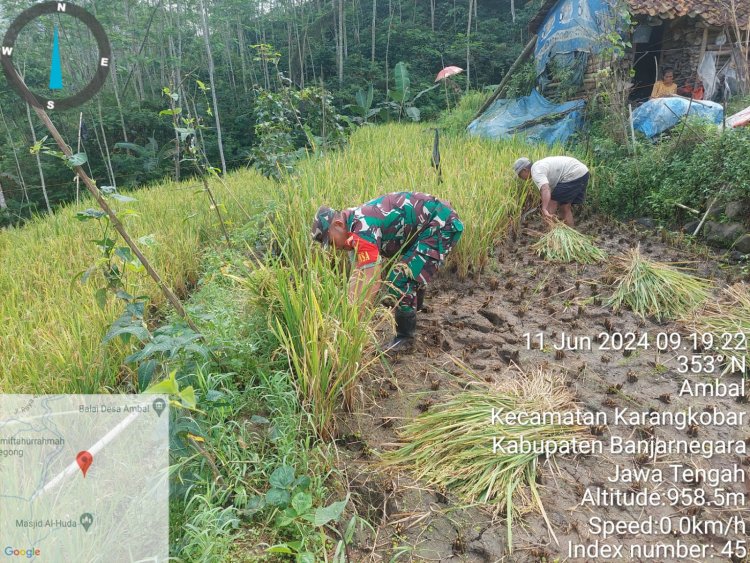 Babinsa Koramil 04/Karangkobar Bantu Warganya Panen Padi