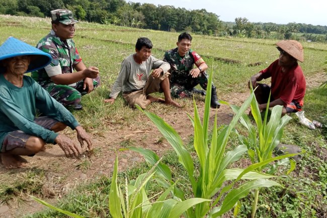 Babinsa Koramil 09/Susukan Komsos Dengan Kelompok Tani Sumber Rejeki