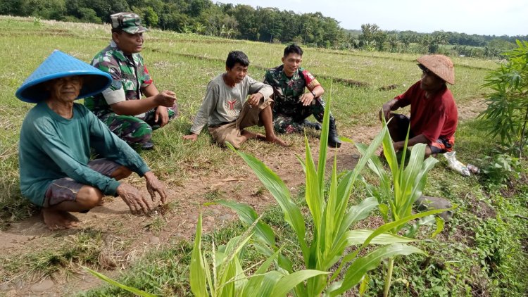 Babinsa Koramil 09/Susukan Komsos Dengan Kelompok Tani Sumber Rejeki
