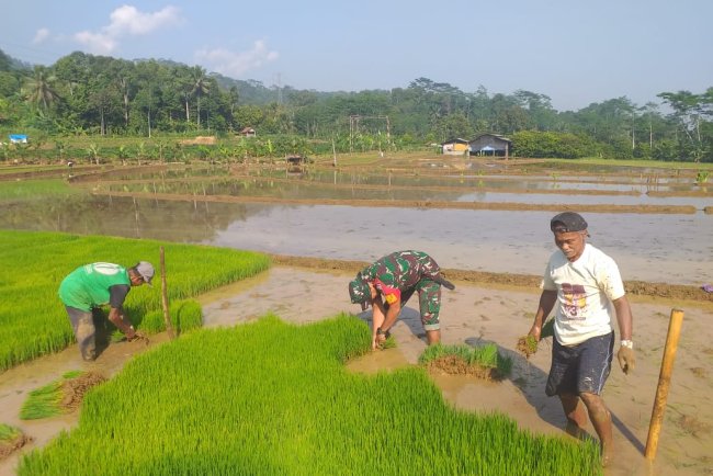 Tingkatkan Ketahanan Pangan, Babinsa Bantu Petani Tanam Padi 
