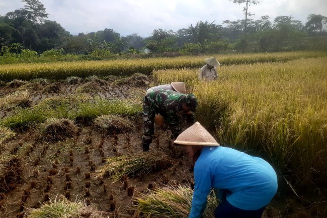 Danramil Babinsa dan PPL Dampingi Petani Panen Padi