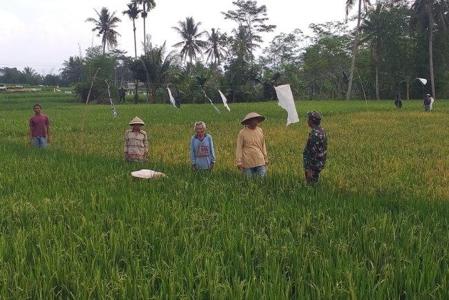 Danramil 12 Sigaluh Pantau Perkembangan Padi Bersama Babinsa dan PPL