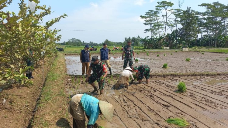 Koramil 15 Rakit Bersinergi dengan BPP Kec Rakit untuk Meningkatkan Produksi Padi melalui PAT