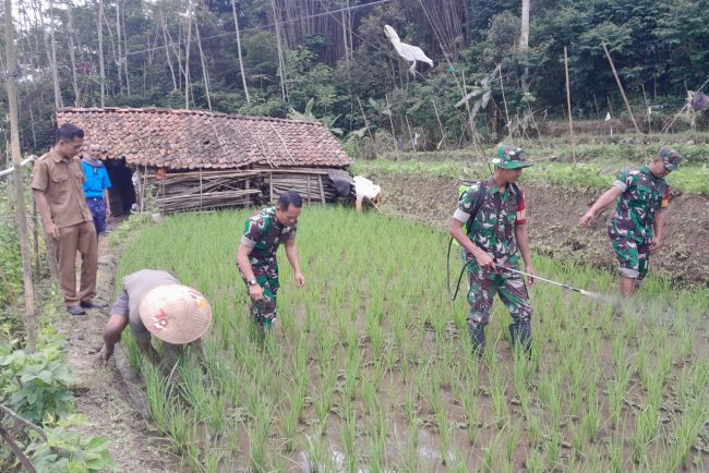 Danramil dan Penyuluh Pertanian Lapangan Turun ke Sawah Dampingi Petani