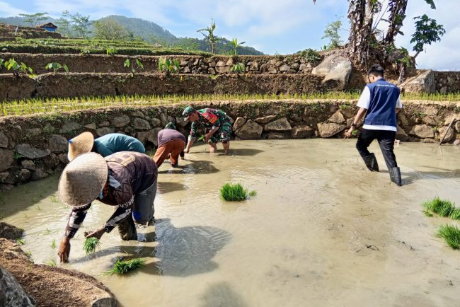 Sukseskan Program Swasembada Pangan, Babinsa Dampingi Petani Tanam Bibit Padi