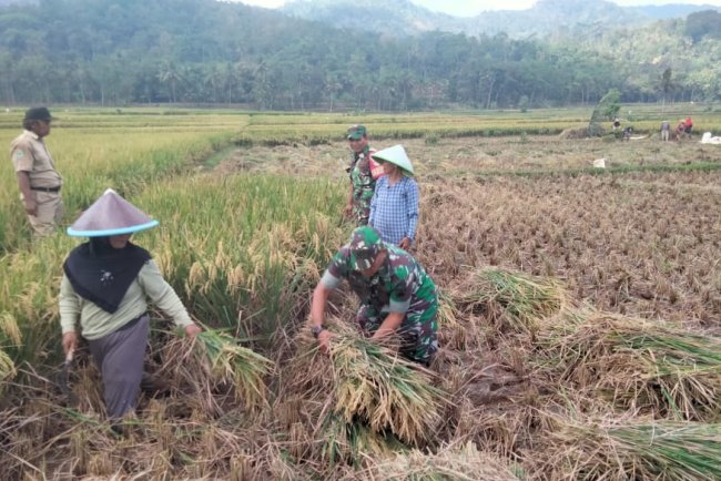 Danramil 09 Susukan Cek Panen Padi Bersama Kelompok Tani Mukti