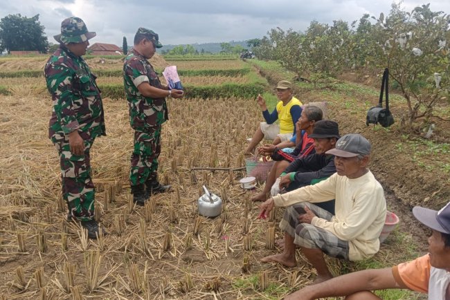 DANRAMIL 08 PURWANEGARA MELAKSANAKAN PANEN PADI BERSAMA WARGA