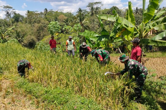 Danramil dan Babinsa Bantu Panen Padi, Wujudkan Ketahanan Pangan