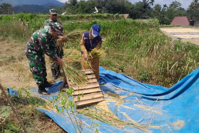 Danramil Banjarnegara Bersama PPL Dampingi Ubinan dan Panen Padi di Karangtengah