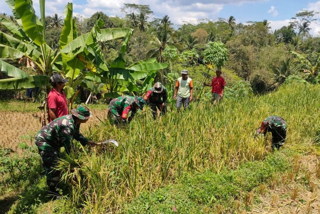 Danramil 18 Pagentan Dampingi Kelompok Tani Adil Makmur dalam Panen Padi