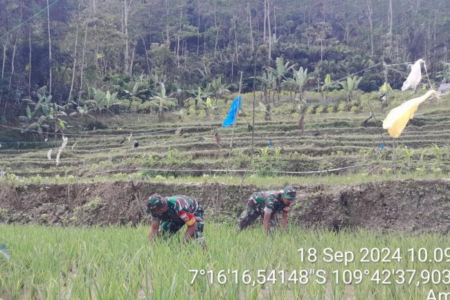 Babinsa Sebagai Motifator Agar Para Petani Terus Bersemangat Dalam Merawat Tananmanya Di Sawah