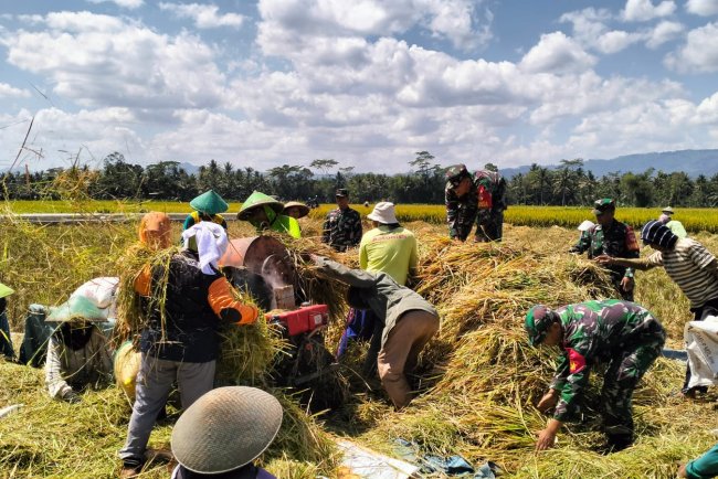 Danramil Dampingi Panen Padi TNI Dukung Program Ketahanan Pangan Nasional