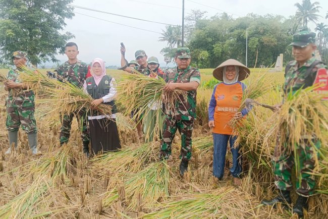 Danramil 08 Purwanegara dan Babinsa Dampingi Panen Padi untuk Dukung Program Ketahanan Pangan