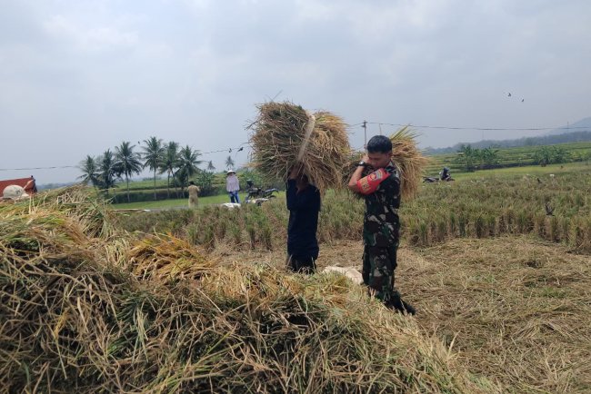 Babinsa Membuat Warga Selalu Semangat Dalam Bidang Pertanian