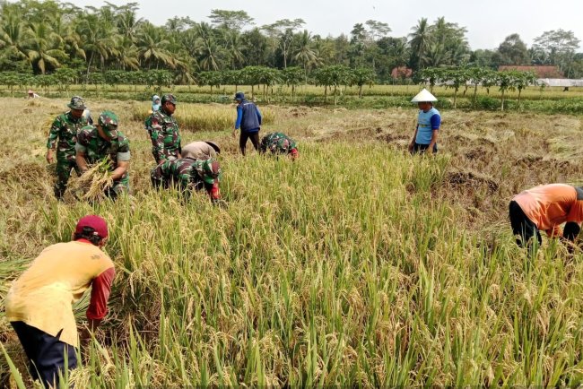 Progam Ketahanan Pangan Danramil 09/Susukan Panen Padi bersama Petani