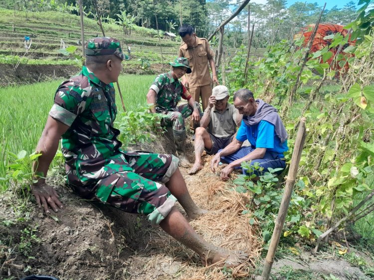 Komsos Dengan Petani Babinsa Berikan Motivasi Tingkatkan Produksi Serta Kualitas Padi