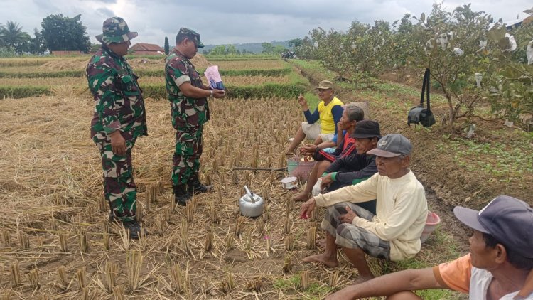 DANRAMIL 08 PURWANEGARA MELAKSANAKAN PANEN PADI BERSAMA WARGA