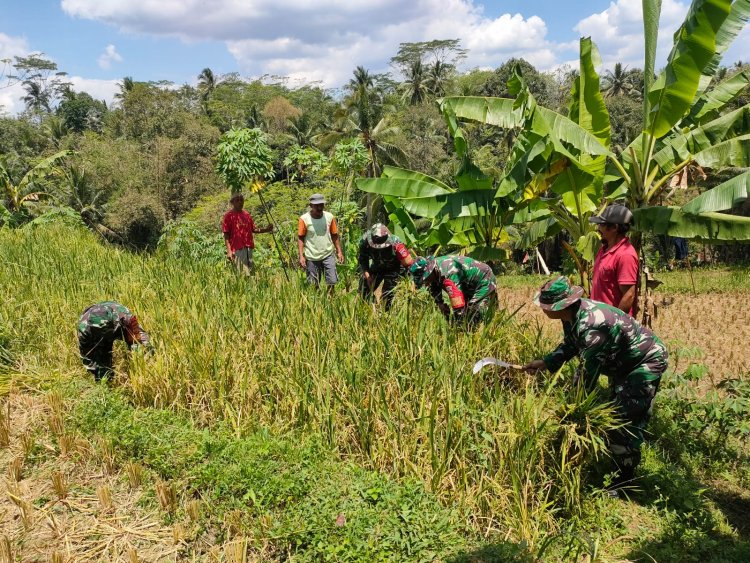 Danramil dan Babinsa Bantu Panen Padi, Wujudkan Ketahanan Pangan