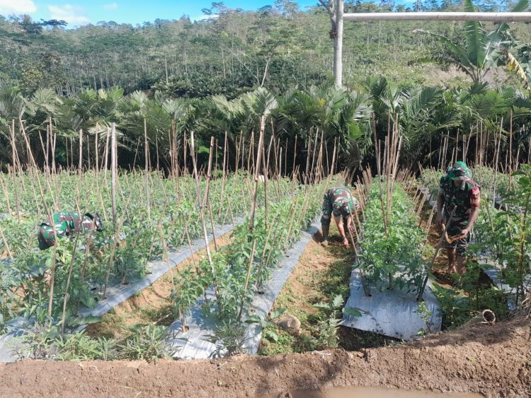 Peran Aktif Babinsa Sebagai Aparat Kewilayahan Dalam Rangka Meningkatkan Swasembada Pangan 