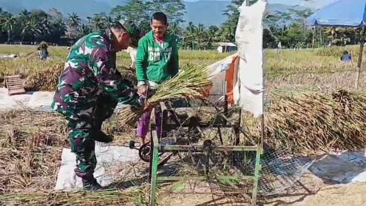 Pgs Danramil dan Babinsa Dampingi Panen Padi Dukung Ketahanan Pangan