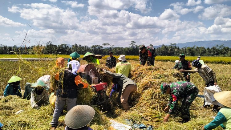 Danramil Dampingi Panen Padi TNI Dukung Program Ketahanan Pangan Nasional