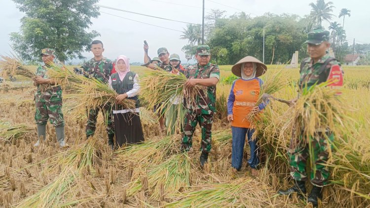 Danramil 08 Purwanegara dan Babinsa Dampingi Panen Padi untuk Dukung Program Ketahanan Pangan