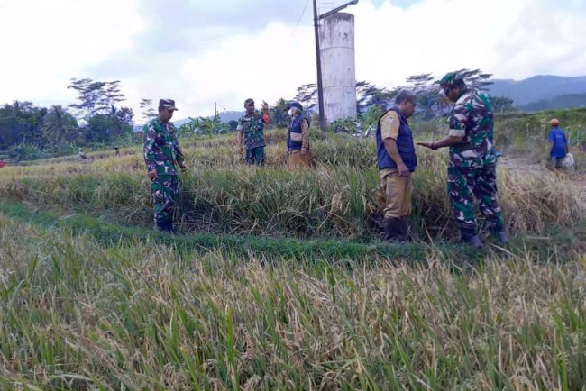 Sinergitas Koramil 01 Banjarnegara BPP Dan Poktan Dalam Pelaksanaan Ubinan Padi