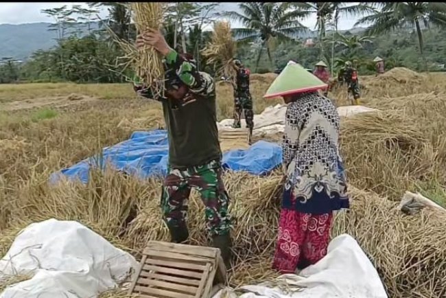 Danramil 08 Purwanegara Panen Padi Bersama Masyarakat