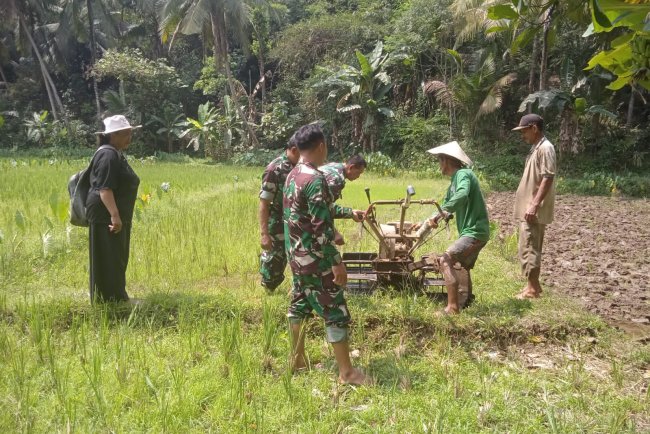 Tingkatkan Ketahanan Pangan Babinsa Terjun Ke Sawah