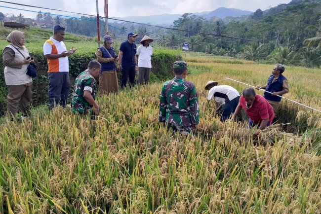 Babinsa Koramil 01 Banjarnegara Ikut Berperan Dalam Kegiatan Ubinan Padi