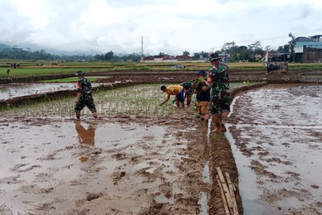 Sukseskan Swasembada Pangan Babinsa Bantu Penanaman Padi