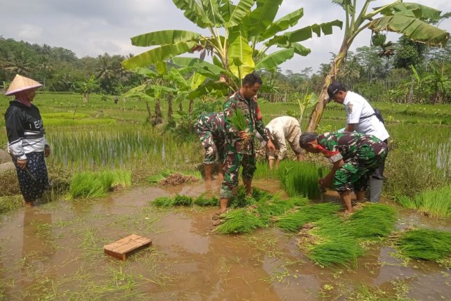 Babinsa Terjun Ke Sawah Dampingi Pencabutan Bibit Padi