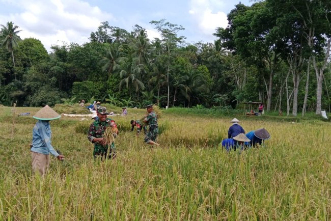 Danramil dan Babinsa Bantu Panen Padi