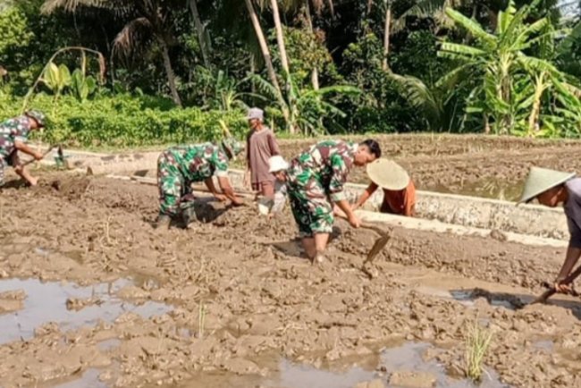 Danramil 08Purwanegara Dukung Ketahanan Pangan, Terjun Bantu Petani Olah Lahan Padi