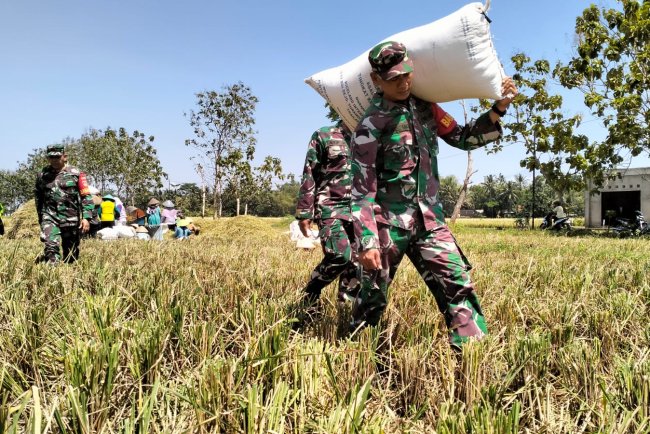 Danramil 02 Klampok dan Babinsa Dampingi Kelompok Tani Mukti Panen Padi